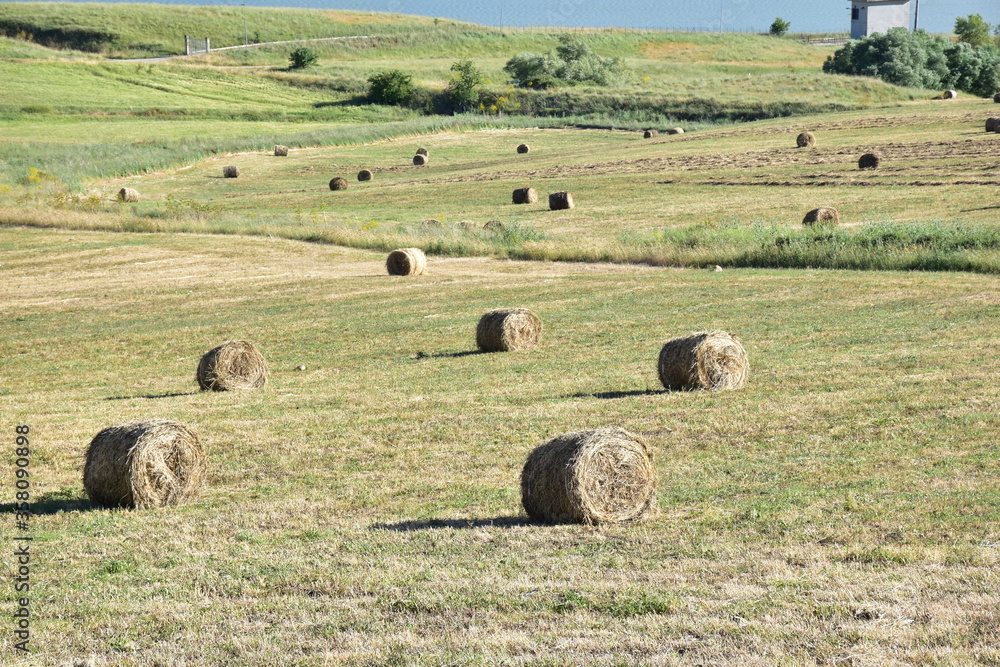 Rotoballe di Fieno ad essiccare al sole, Agrigento. Sicilia Rotoballe di Fieno ad essiccare al sole, Agrigento. Sicilia