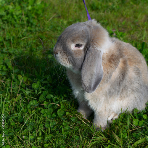 rabbit in the grass