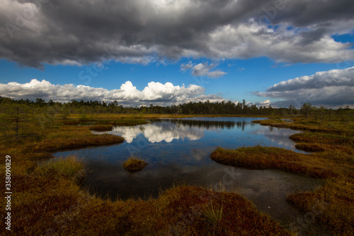 Swamp on a sunny day in great colors