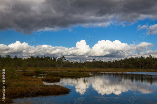 Swamp on a sunny day in great colors