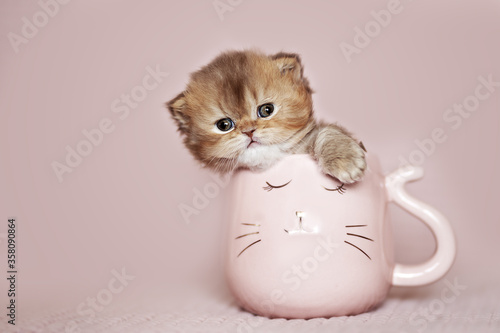 Süßes BLH Katzenbaby Kitten sitzt in rosa Katzen Tasse