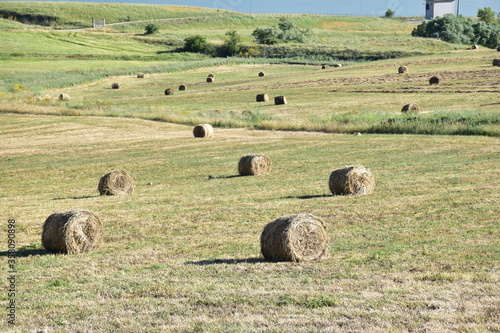 Rotoballe di Fieno ad essiccare al sole, Agrigento. Sicilia photo