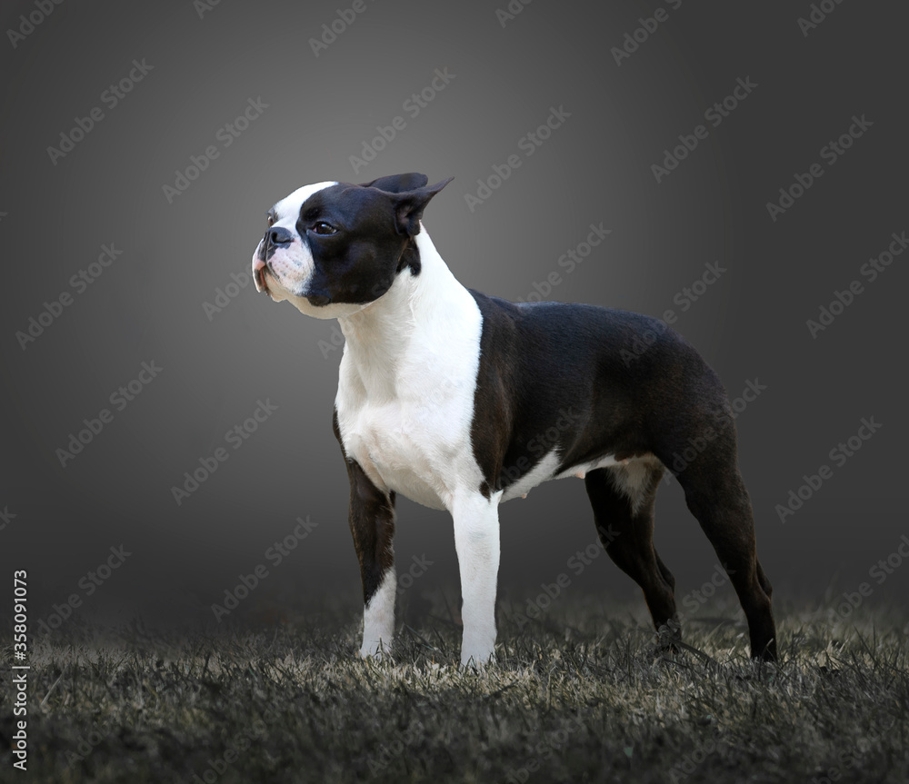 Boston terrier black and white in profile with dark gray background Boston terrier black and white in profile with dark gray background