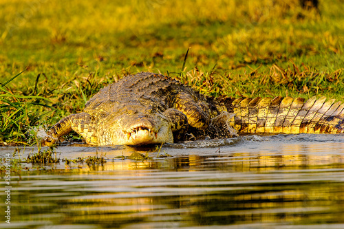It's Crocodile in Uganda, Africa