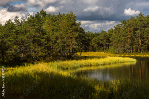 Swamp on a sunny day in great colors