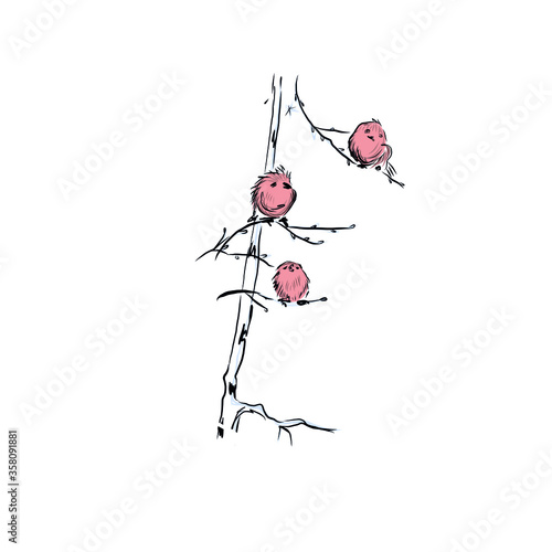 Bullfinch. Small songbird from the order of passerines with red breasts
