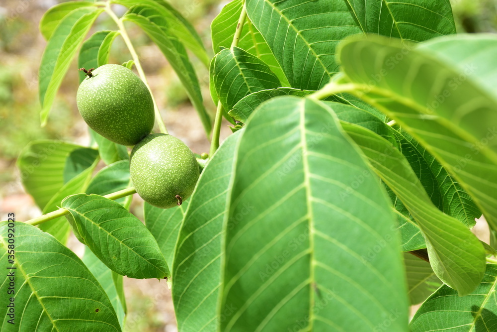 noci immature dentro la buccia verde della drupa