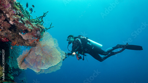 The diver admires the delicacy of the coral that rests on the wall. Munda (Solomon Islands)