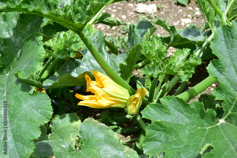 Fiore di zucca. Zucchina Genovese, Sicilia