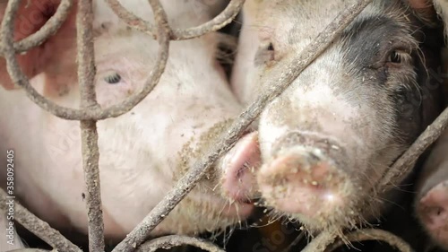 Group of pigs in farm yard. Breeding Pigs Farm. Young pig in shed