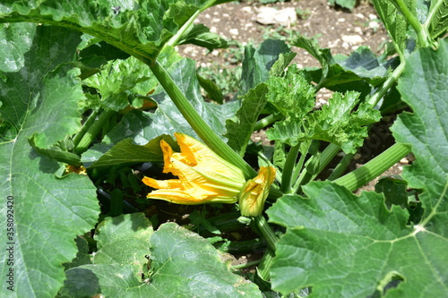 Obraz na płótnie Fiore di zucca. Zucchina Genovese, Sicilia w salonie