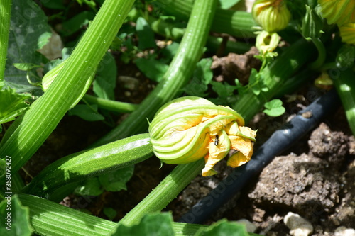 Obraz na płótnie Fiore di zucca. Zucchina Genovese, Sicilia w salonie