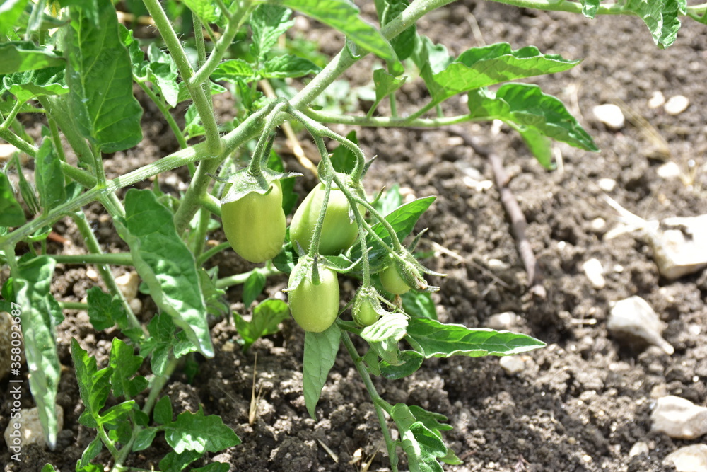 Pianta di pomodoro, Sicilia