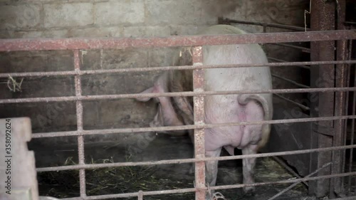 Group of pigs in farm yard. Breeding Pigs Farm. Young pig in shed