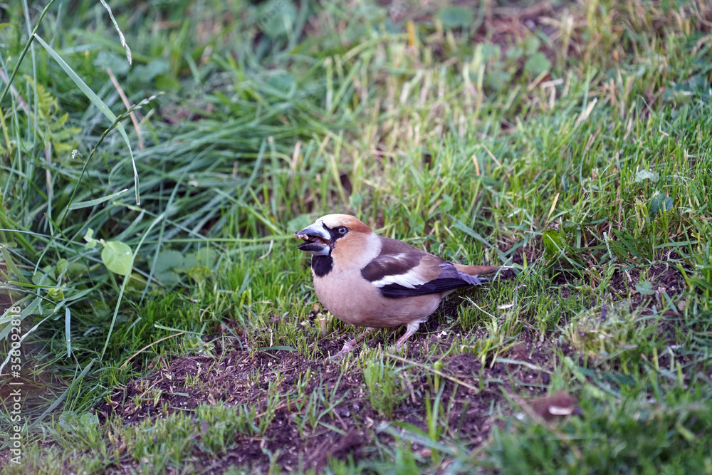 a beautiful hawfinch perched on the floor and is eating seeds a beautiful hawfinch perched on the floor and is eating seeds