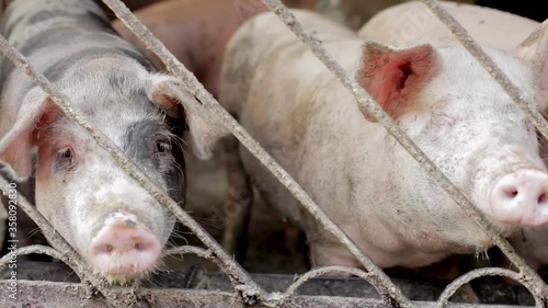 Group of pigs in farm yard. Breeding Pigs Farm. Young pig in shed