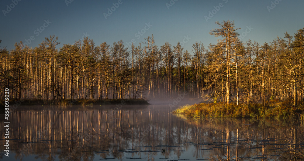 Swamp on a sunny day in great colors Swamp on a sunny day in great colors