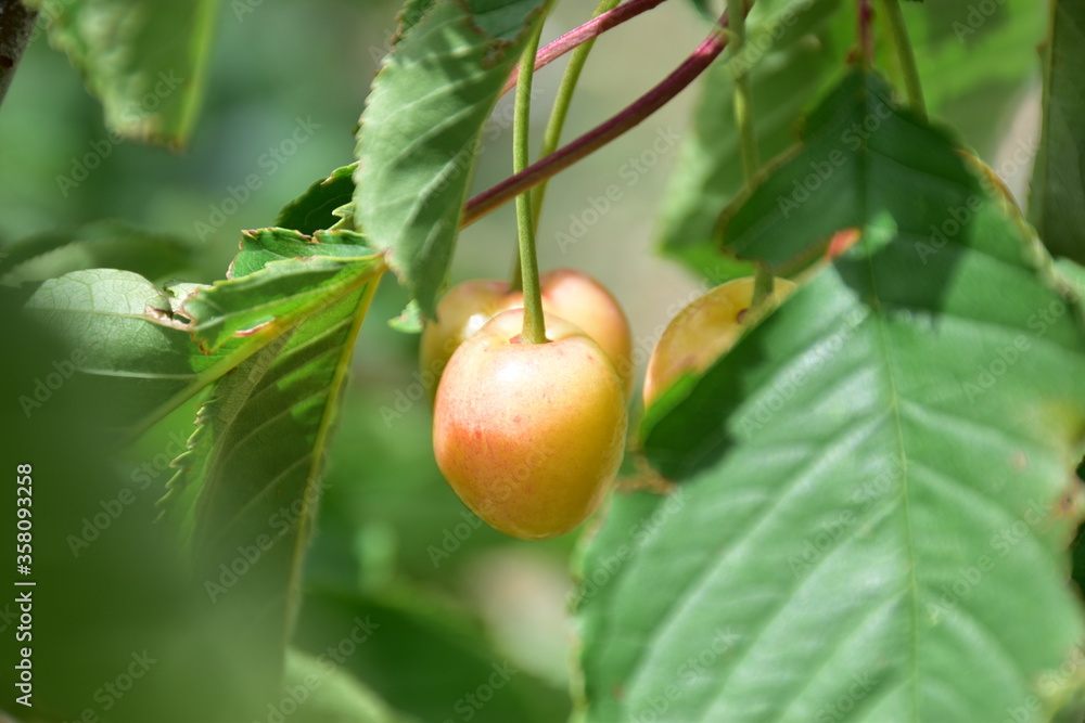Ciliegia (Prunus avium) durante la raccolta, Sicilia