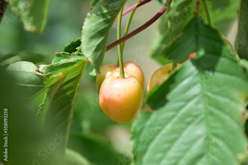 Obraz na płótnie Ciliegia (Prunus avium) durante la raccolta, Sicilia w salonie