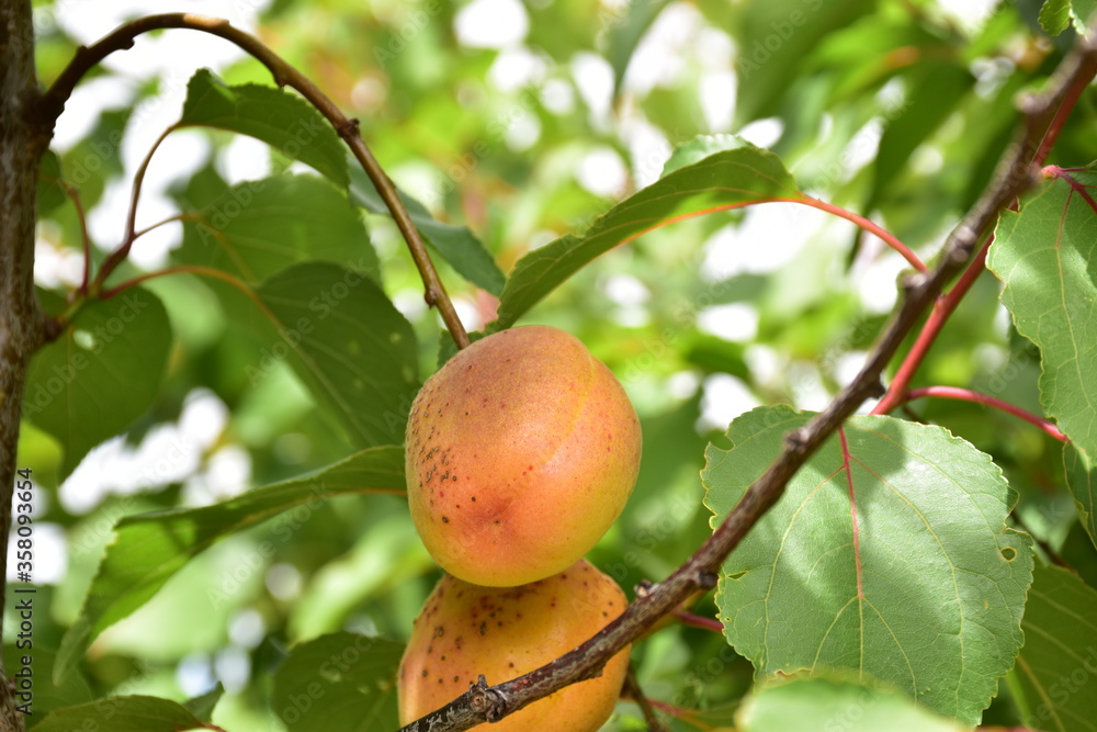 Albicocca è il frutto dell'albicocco (Prunus armeniaca), appartiene alla famiglia delle Rosacee e al genere prunus. Sicilia