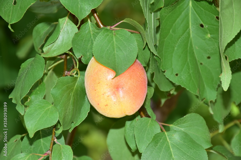 Albicocca è il frutto dell'albicocco (Prunus armeniaca), appartiene alla famiglia delle Rosacee e al genere prunus. Sicilia