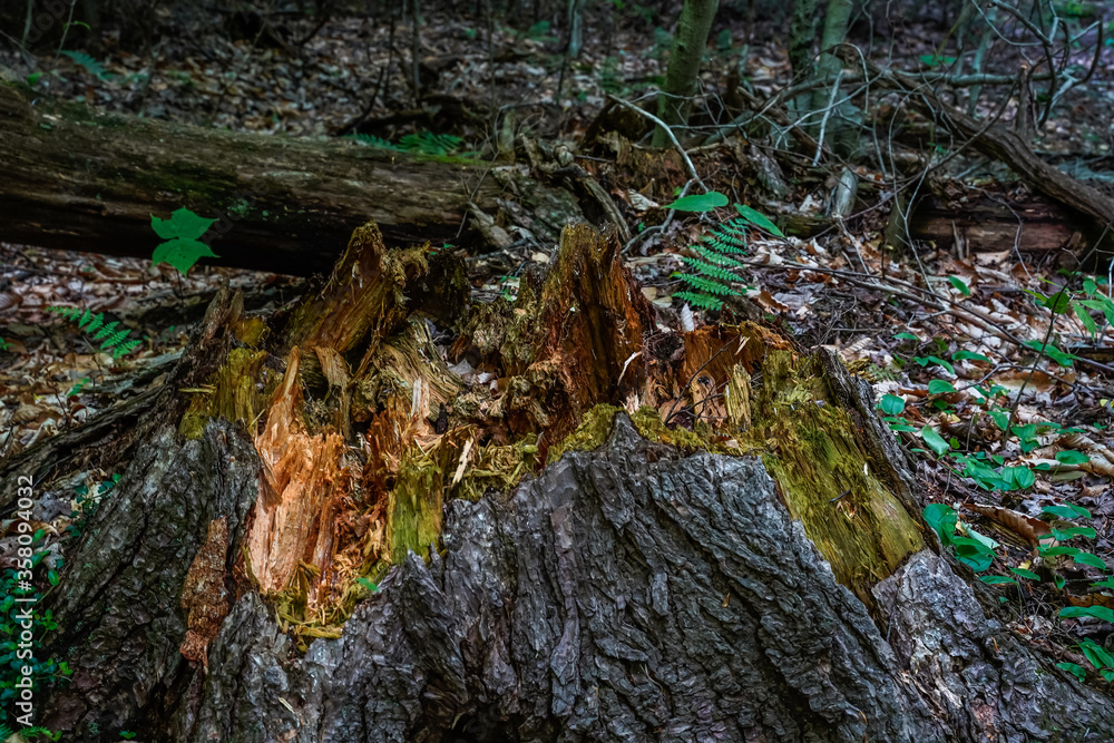 Cut, decaying tree stump in the woods. Moss, ferns, leaves surround. Cut, decaying tree stump in the woods. Moss, ferns, leaves surround.