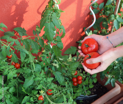 hand of boy picking tomatoes from the urban garden on the terrac photo