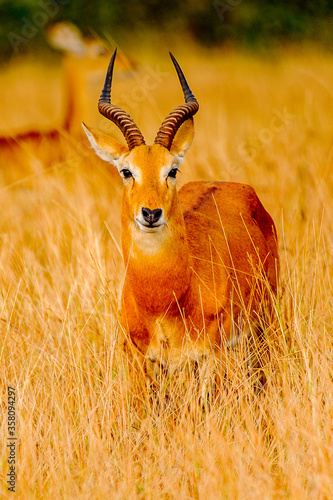 Canvas Print It's African antelope in Uganda