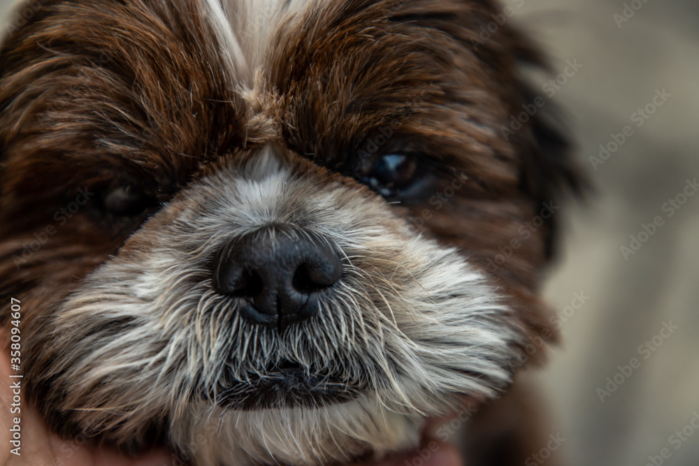 Close-up of Lovely Male Shih Tzu dog. Selective focus. Close-up of Lovely Male Shih Tzu dog. Selective focus.