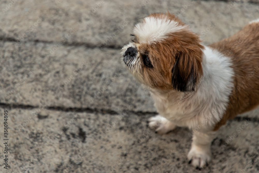 Lovely Female Shih Tzu dog, copy space. Selective focus. Lovely Female Shih Tzu dog, copy space. Selective focus.