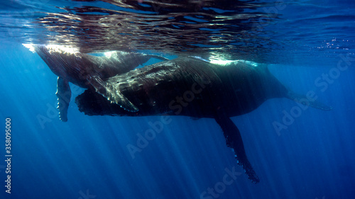 The baby of the whale already learned to breathe helped by his mother. Reunion Island (Francia)