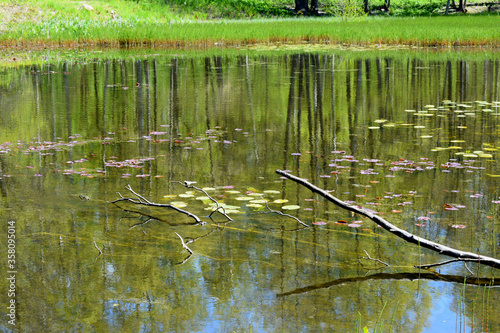 green grass in a pond with water