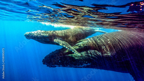 Mom whale delicately takes her little baby to breathe to the surface. Reunion Island (Francia)