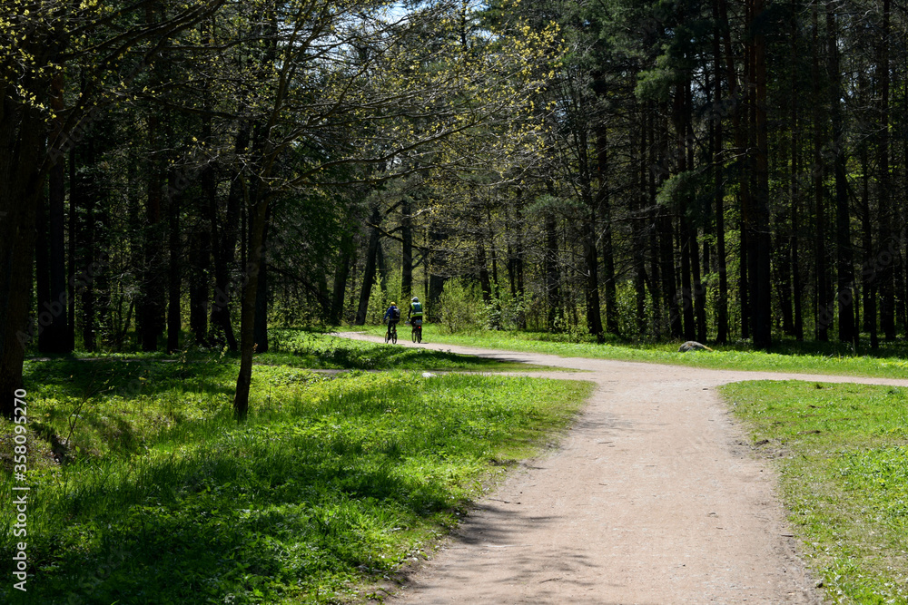 Fototapeta premium ścieżka w lesie