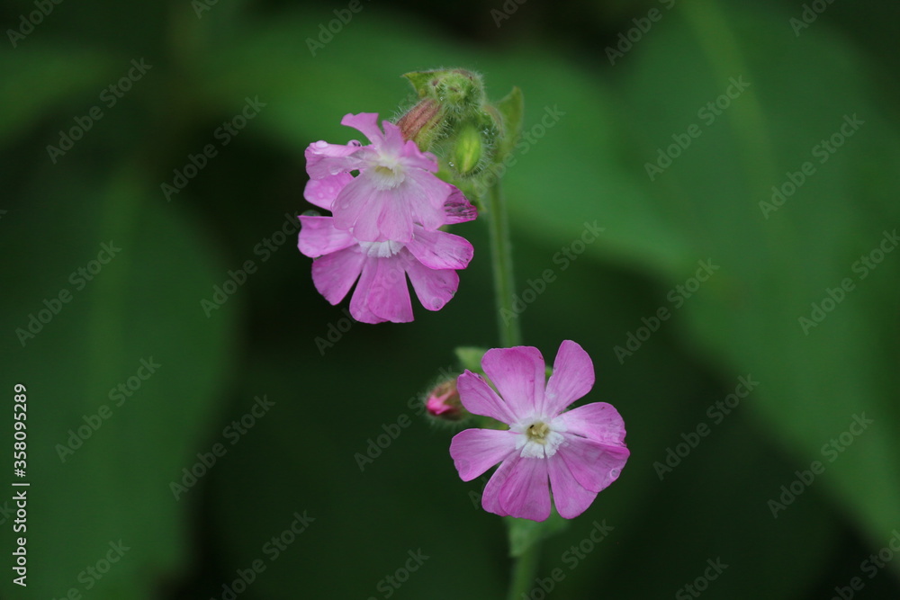 Wiesenblumen Wiesenblumen