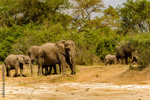 It s Elephants in Africa  Uganda