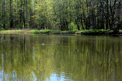 ducks on the lake