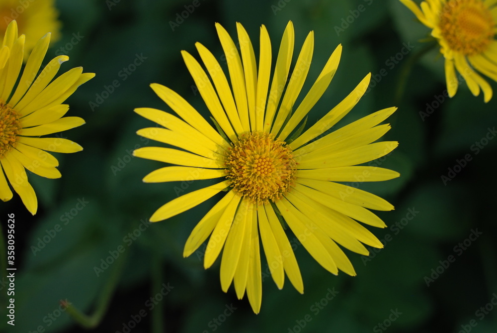 Yellow camomile close-up on a green blurry background on a sunny day. Yellow camomile close-up on a green blurry background on a sunny day.