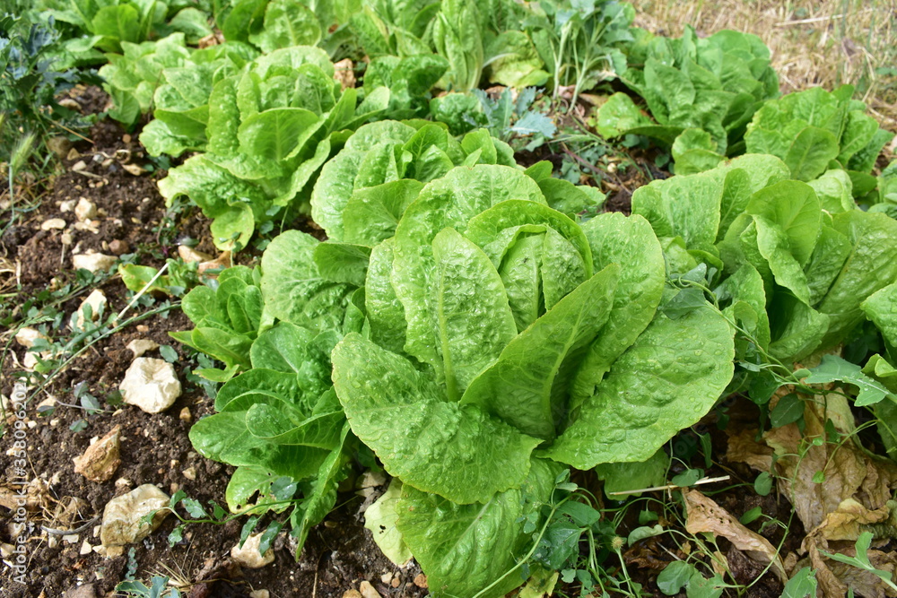 lattuga romana, insalata