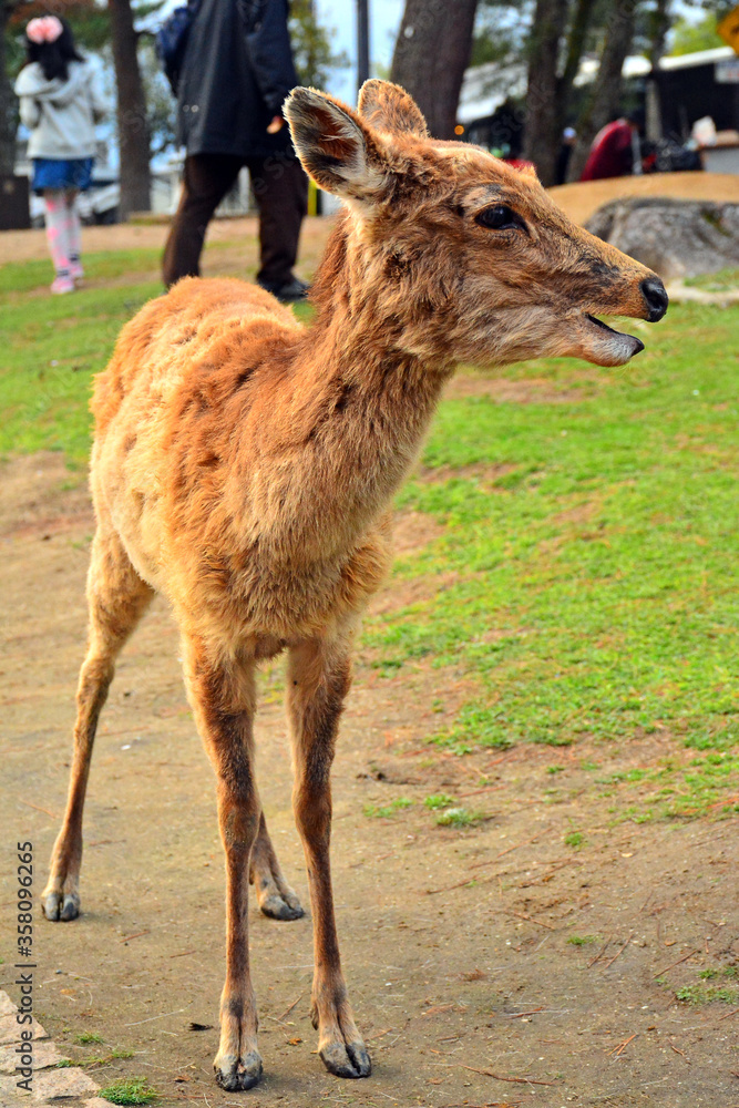 Deer roaming around the park in Nara, Japan Deer roaming around the park in Nara, Japan