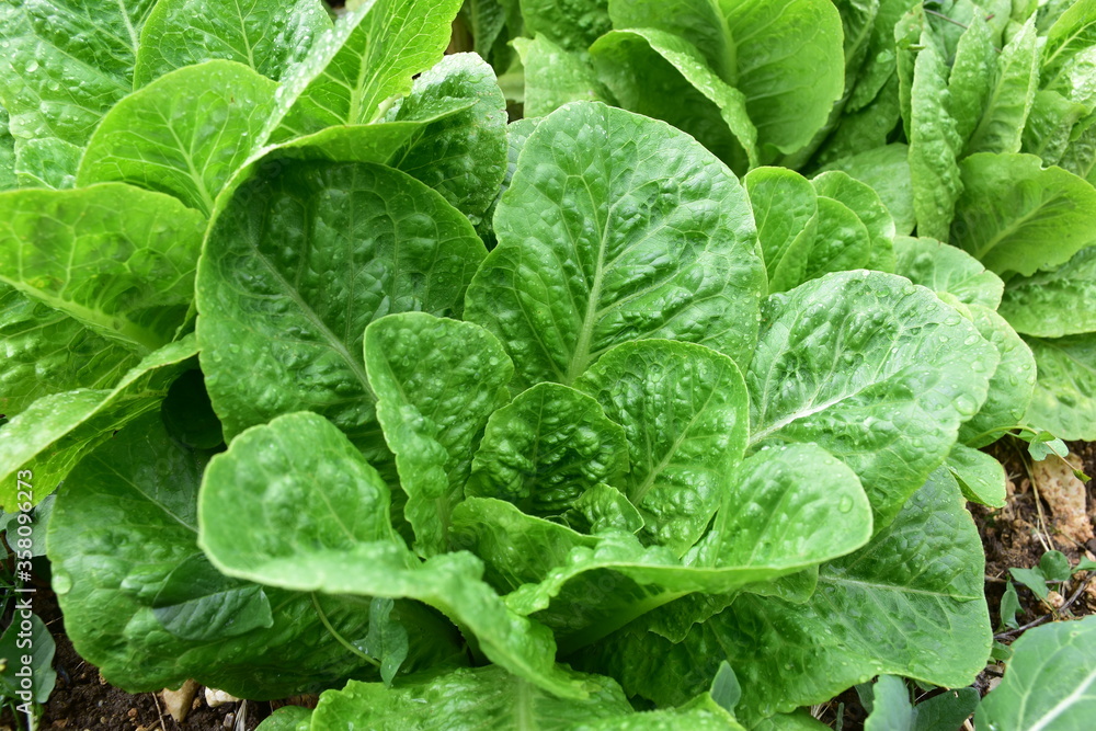Lattuga Canastra o anche detta nostrana. Insalata. Sicilia