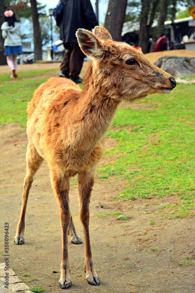 Deer roaming around the park in Nara, Japan