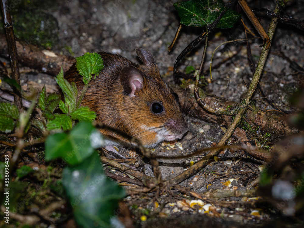 Mouse foraging for seeds at a feeding station for birds