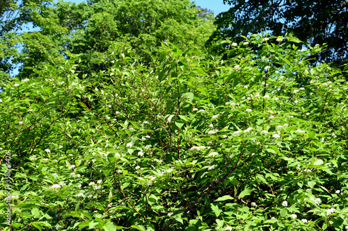 green leaves background