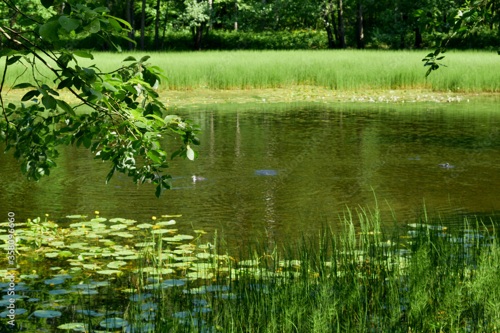 Fototapeta premium lake in the park