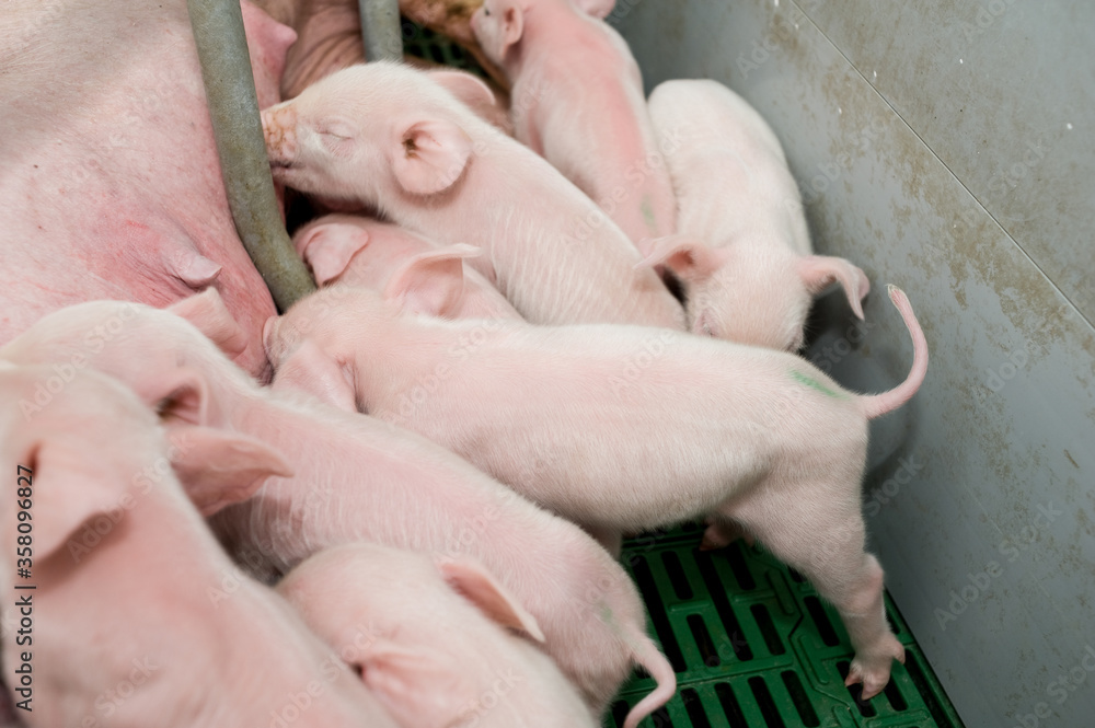 Pig factory farming is a subset of pig farming and of Industrial animal agriculture Pig factory farming is a subset of pig farming and of Industrial animal agriculture