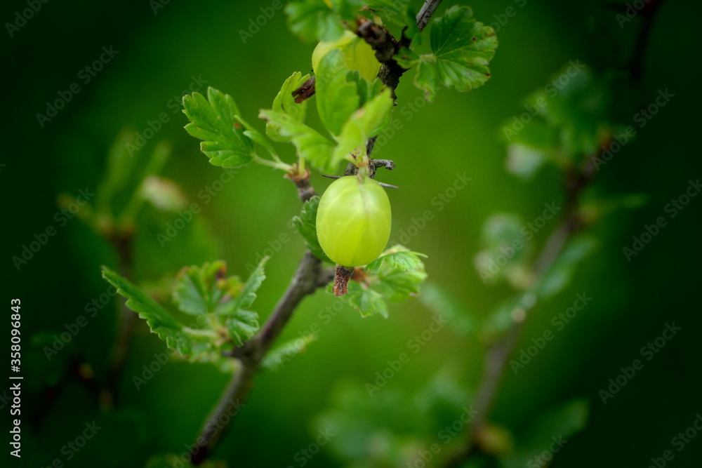 Obraz premium gooseberries on a bush
