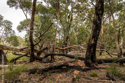 A forest with some burnt trees in the Grampians National park in Victoria, Australia.