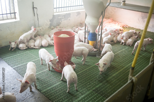 Pig farm. Industrial breeding of piglets photo