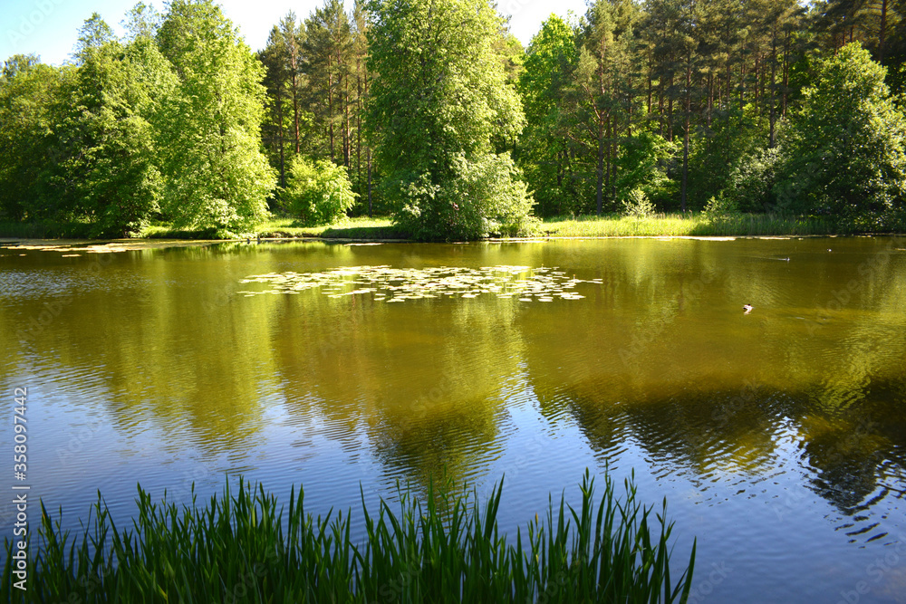 lake in the park